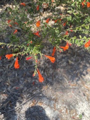Clinopodium coccineum