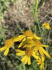 Verbesina helianthoides