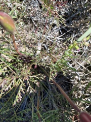 Monsonia speciosa