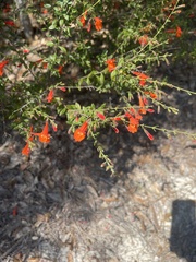 Clinopodium coccineum