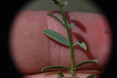 Astragalus tenellus