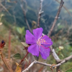 Tibouchina