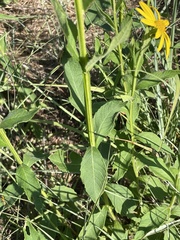 Verbesina helianthoides