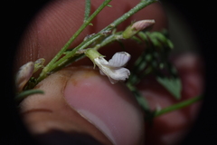 Astragalus tenellus