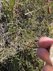 Monsonia speciosa