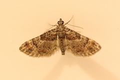 Gymnoscelis rufifasciata