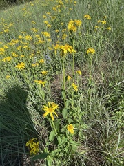 Verbesina helianthoides