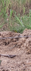 Eupsittula aurea