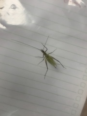 Oecanthus nigricornis