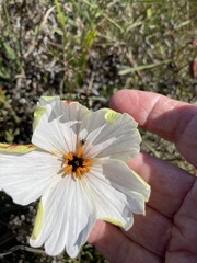 Monsonia speciosa