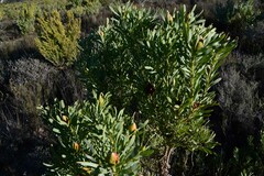 Leucadendron rubrum