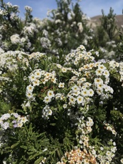 Heliotropium sinuatum