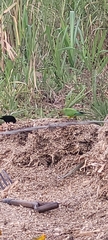 Eupsittula aurea