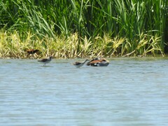 Callonetta leucophrys