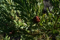 Leucadendron rubrum