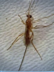 Macrocentrinae