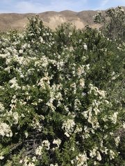 Heliotropium sinuatum