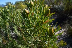Leucadendron rubrum