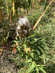 Asclepias incarnata