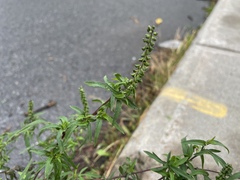 Ambrosia artemisiifolia