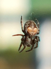 Larinioides patagiatus
