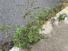 Ambrosia artemisiifolia