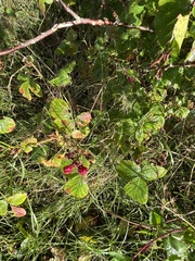 Rubus fruticosus