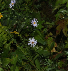 Symphyotrichum anomalum