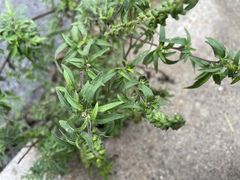 Ambrosia artemisiifolia