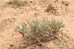 Artemisia herba-alba