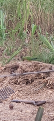Eupsittula aurea