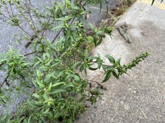 Ambrosia artemisiifolia