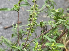Ambrosia artemisiifolia