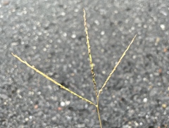Digitaria ischaemum