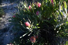 Protea burchellii