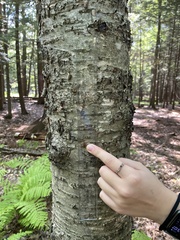 Betula alleghaniensis