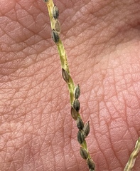 Digitaria ischaemum