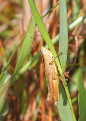 Dichromorpha elegans