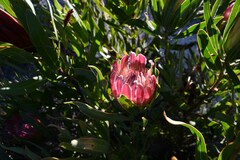 Protea burchellii