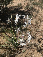 Leucocoryne coronata