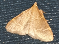 Hypsopygia glaucinalis