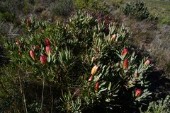 Protea burchellii