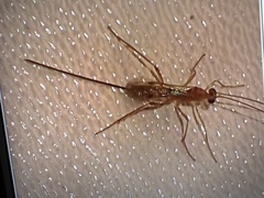 Macrocentrinae
