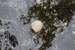 Acanthodoris nanaimoensis