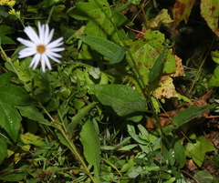 Symphyotrichum anomalum