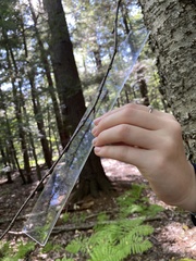 Betula alleghaniensis