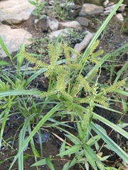 Cyperus erythrorhizos
