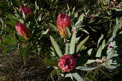 Protea burchellii