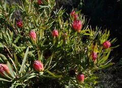 Protea burchellii