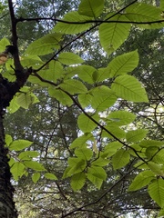 Betula alleghaniensis